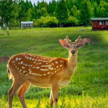 伊春5日4晚私家团