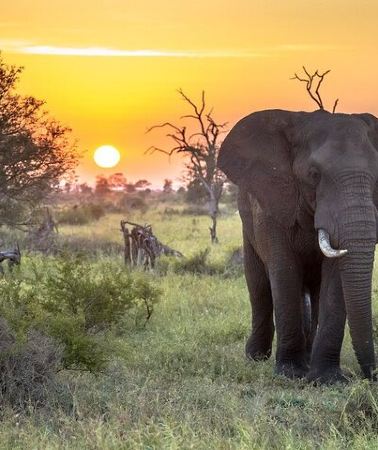 3D2N • 3 Day Kruger National Park Safari & Panorama Route