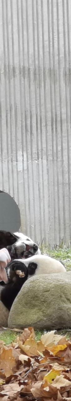 卧龙中华大熊猫苑神树坪基地-汶川