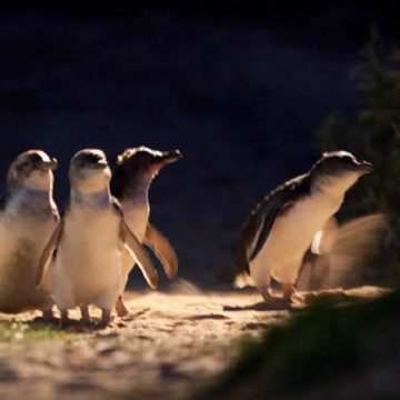 澳大利亚悉尼+墨尔本6日4晚私家团