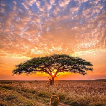 肯尼亚+坦桑尼亚8日6晚私家团