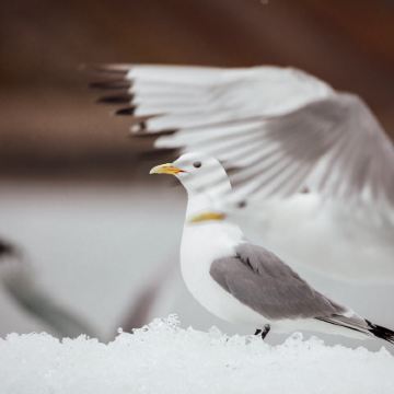 北极+挪威14日11晚跟团游