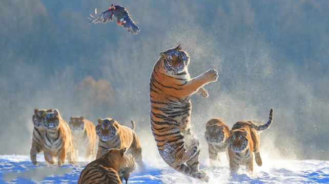 5-Day Northern Utopia Snow Adventure Harbin Private Tour·Songhua River, Central Street, China Harbin Ice And Snow World, Siberia Tiger Park and Yabuli Ski Resort