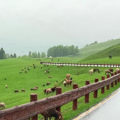 新疆乌鲁木齐+北疆+喀纳斯景区+伊犁11日10晚自由行