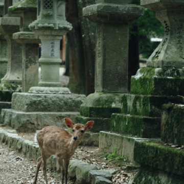 日本大阪+京都6日5晚私家团