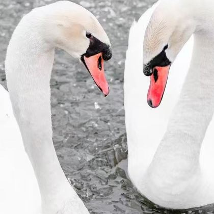 日本东京+迪士尼（Disney）+富士山6日5晚私家团