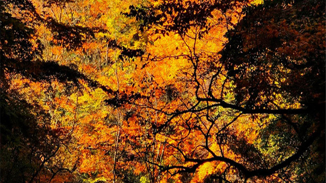 四川秘境之旅：冷噶措、九寨沟、稻城亚丁全攻略