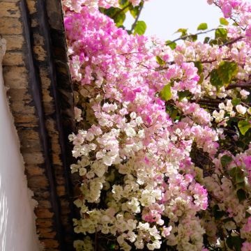 泉州+福州5日4晚私家团