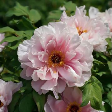 郑州+老君山景区+河南博物院+清明上河园+《大宋东京梦华》演出+龙门石窟+少林寺+白马寺5日4晚私家团