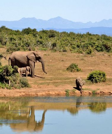 6D5N • 6 Days Amboseli, Nakuru Masai Mara Safari