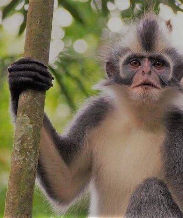 2D1N • 2 Day Orangutan Jungle Trek from Not-For-Profit Hotel Orangutan