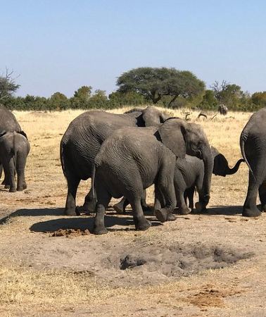 5D4N • Five-Day Hwange NP, Chobe NP and Victoria Falls Combo