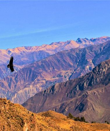 2D1N • 2 days 1 night - Colca Canyon trek from Arequipa