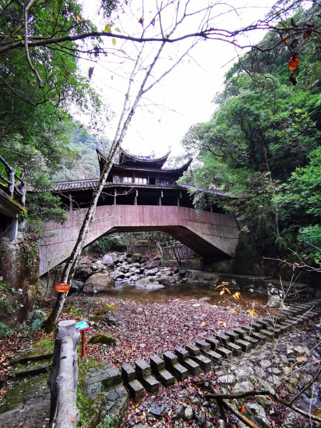 浙江乌岩岭国家级自然保护区旅行图片 9
