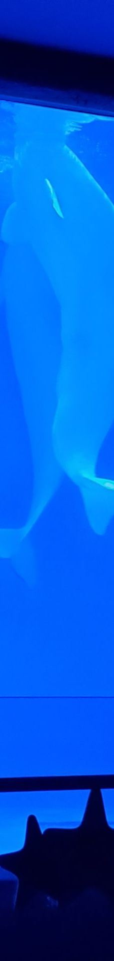 淮安-Elephant+Redwine