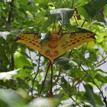 毛里求斯+留尼汪（法属）+马达加斯加+塞舌尔19日16晚私家团