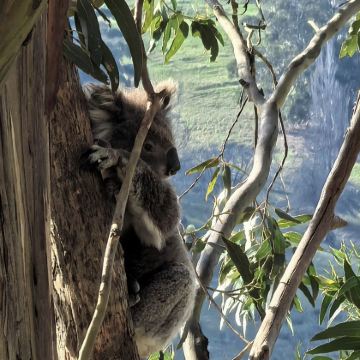 悉尼+堪培拉+墨尔本+大洋路10日9晚拼小团