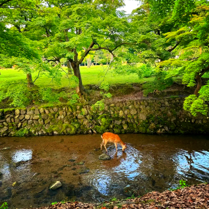 日本4日3晚私家团