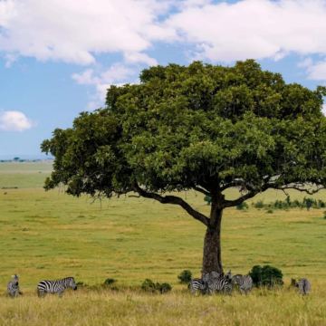 肯尼亚+马赛马拉国家保护区7日6晚私家团