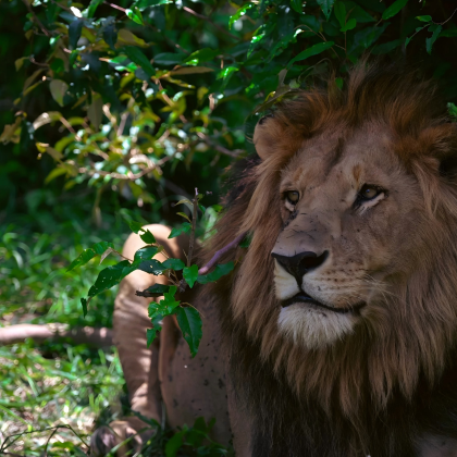 肯尼亚内罗毕+安博塞利+马赛马拉国家保护区+奈瓦沙湖+博戈里亚湖10日7晚跟团游