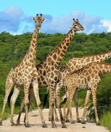 2D1N • 2-Days Safari Tour in Tarangire & Ngorongoro Crater