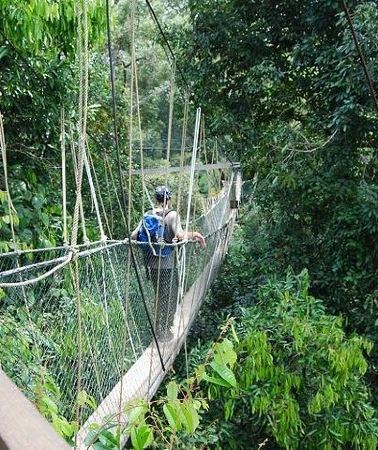 4D3N • 4-Day Jungle Experience in Taman Negara from Kuala Lumpur