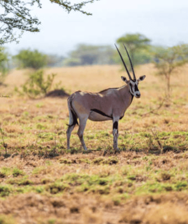 3D2N • 3-Day Awash National Park Wildlife & Hot Springs Tour