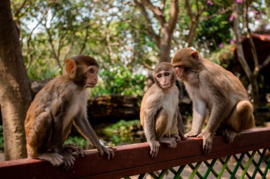 海南陵水 三亚 分界洲岛 海南海洋欢乐世界 南湾猴岛生态旅游区5日4晚