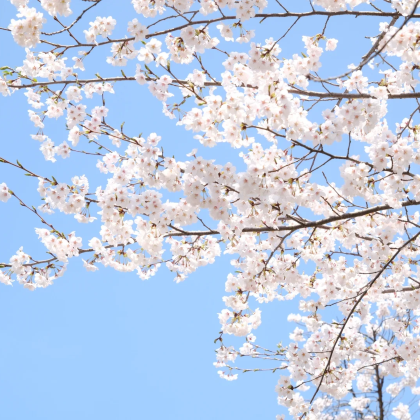 日本名古屋+金泽+京都6日5晚自由行