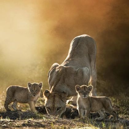 坦桑尼亚+塔兰吉雷国家公园+恩戈罗恩戈罗火山口+塞伦盖蒂国家公园8日6晚拼小团