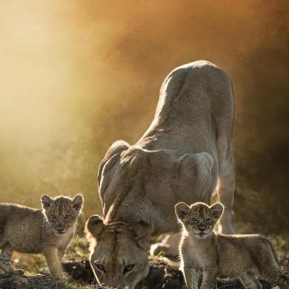 坦桑尼亚+塔兰吉雷国家公园+恩戈罗恩戈罗火山口+塞伦盖蒂国家公园8日6晚拼小团