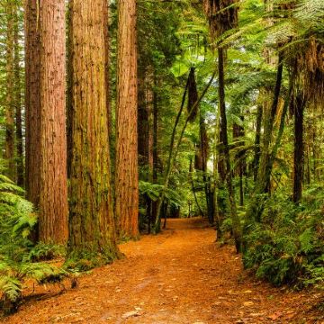 新西兰奥克兰12日10晚私家团