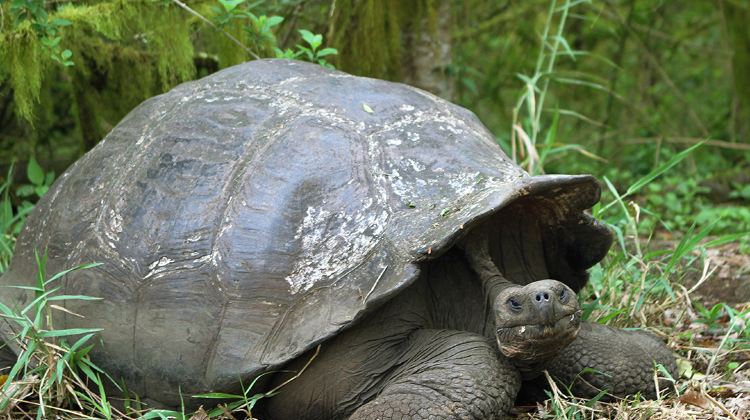 9-Day Galápagos Island Hopping Tour from Quito · Puerto Ayora, Floreana Island, Isabela Island, Cotopaxi