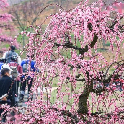 贵阳+贵州乌江寨国际旅游度假区+赤水丹霞旅游区·大瀑布7日6晚拼小团