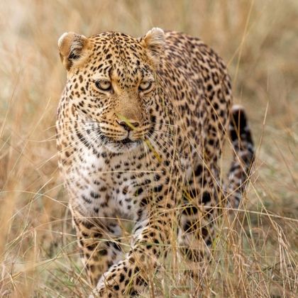 肯尼亚内罗毕+马赛马拉国家保护区+安波塞利国家公园10日7晚跟团游