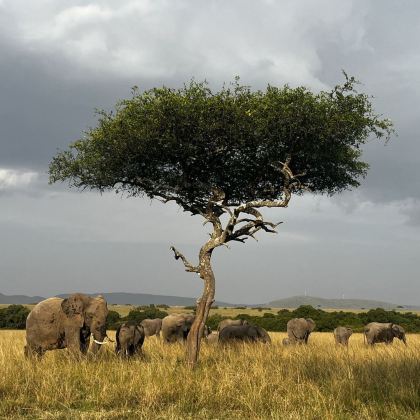 肯尼亚10日7晚跟团游