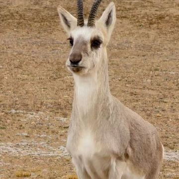 西藏阿里+日喀则+冈仁波齐+羊卓雍错+珠峰大本营+古格王国遗址7日6晚跟团游