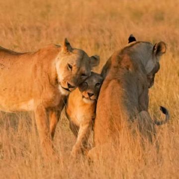 肯尼亚安波塞利国家公园+马赛马拉国家保护区10日9晚私家团