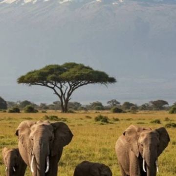 坦桑尼亚10日9晚私家团