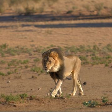南非+肯尼亚+津巴布韦+赞比亚15日12晚跟团游