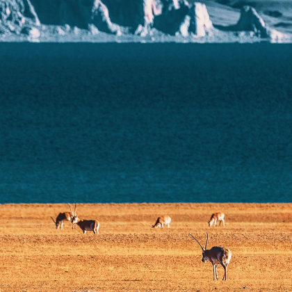 拉萨+日喀则+羊卓雍错+扎什伦布寺+珠峰大本营5日4晚私家团