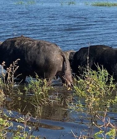 5D4N • Shared 5 Day 4WD Livingstone Safari Tour