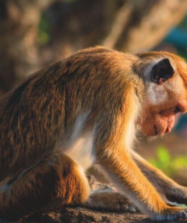 6D5N • Sri Lanka: 6-Day Private Cultural Tour with French-Speaking Guide