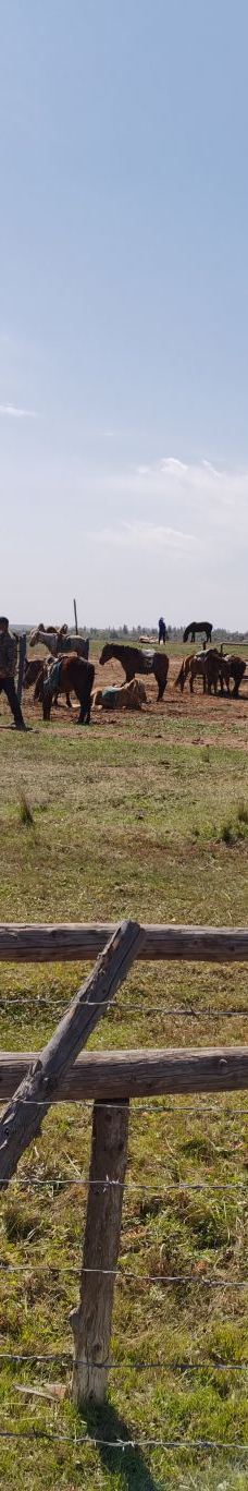 苏泊罕大草原旅游景区-伊金霍洛旗