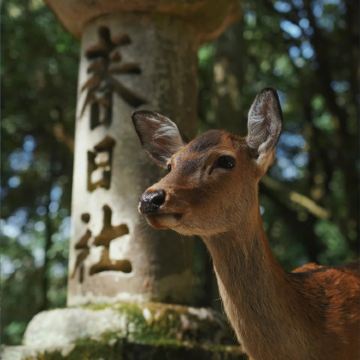 日本大阪+京都+奈良+神户7日6晚自由行