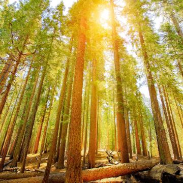 美国洛杉矶+旧金山+中途岛号博物馆+美洲杉国家公园+优胜美地国家公园+渔人码头+九曲花街7日6晚拼小团