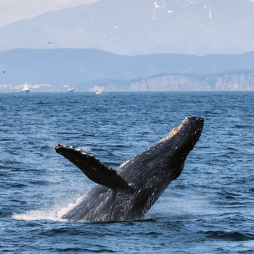 斯里兰卡9日7晚跟团游