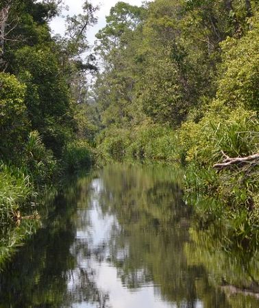 5D4N • 5 Days Truly Orangutan Wildlife Jungle Trail