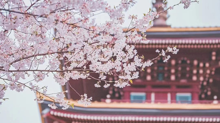 武汉4日3晚私家团·【星耀武汉·央妈力荐】漫游武汉【武汉1日3选1 市内/亲子/周边】登黄鹤楼 『商圈5钻每宿』【省博&黄鹤楼含人工精讲】体验悬挂式”空轨“·1v1管家服务·人多立减 武汉参团