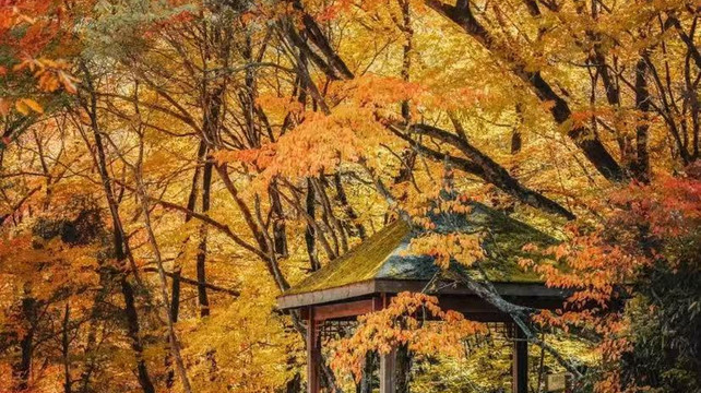 九寨沟旅行社五强推荐：2025年避坑指南